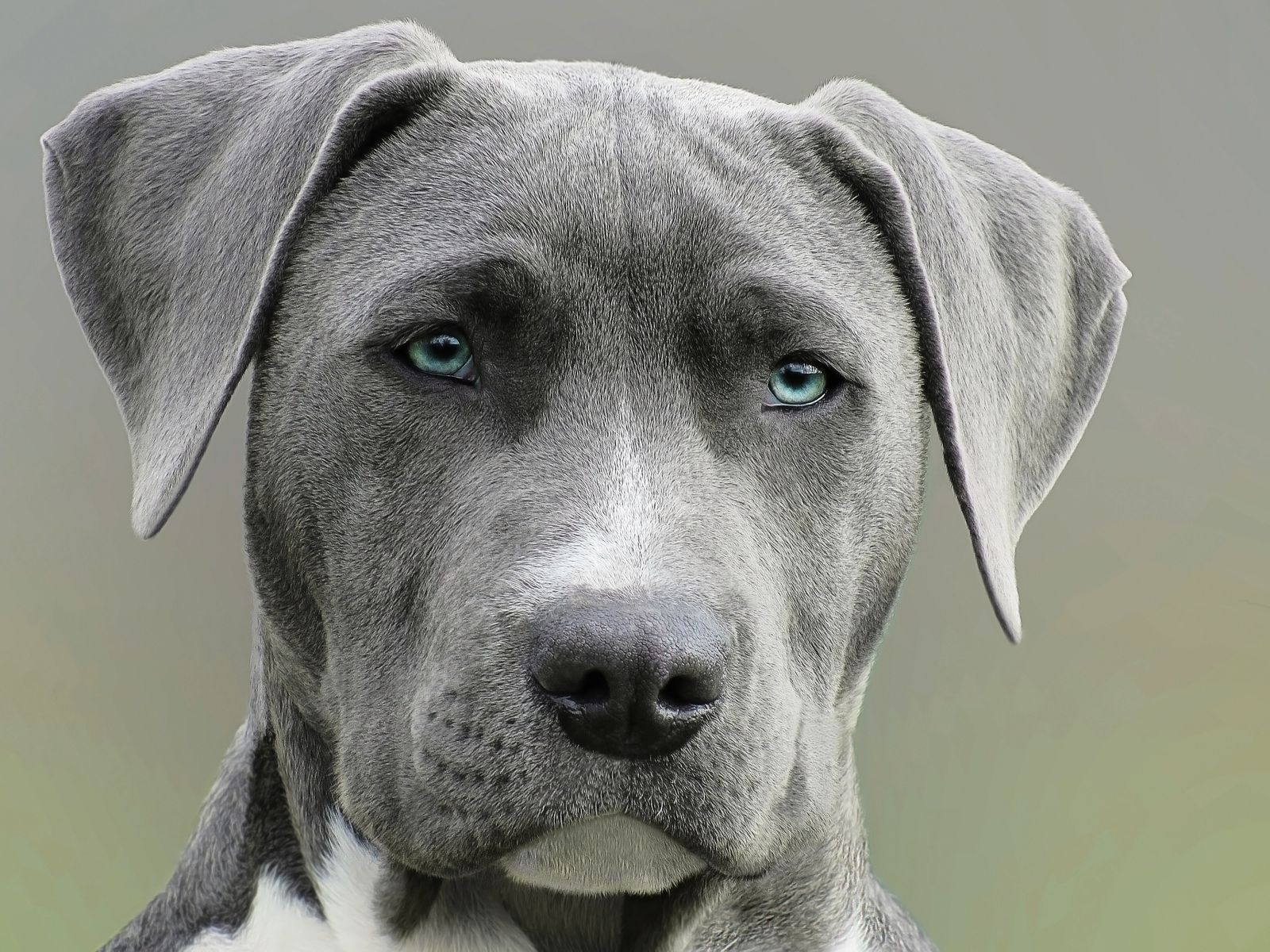 Cão atendido na Cia Animal