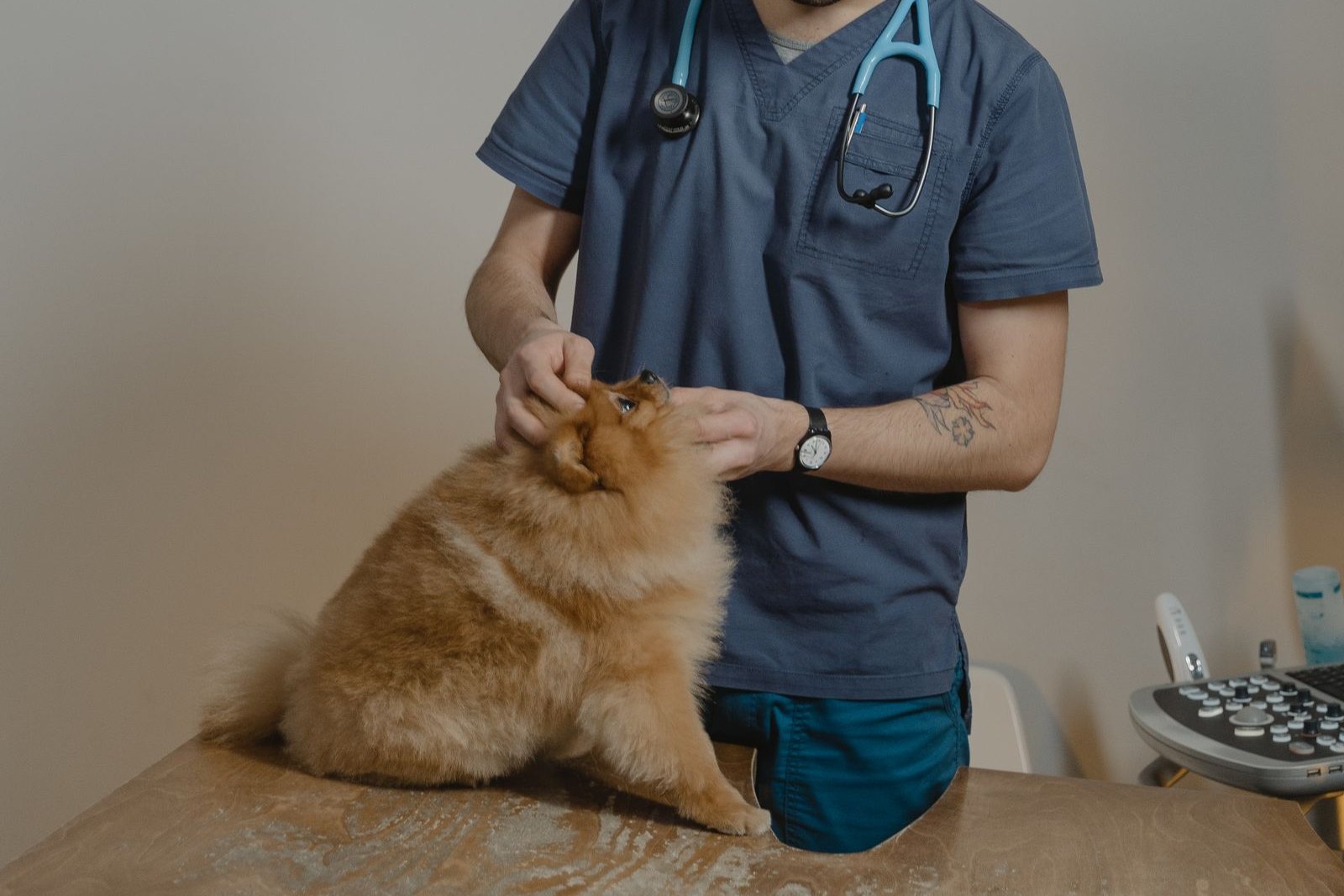 Atenção — Primeiro contato com o animal