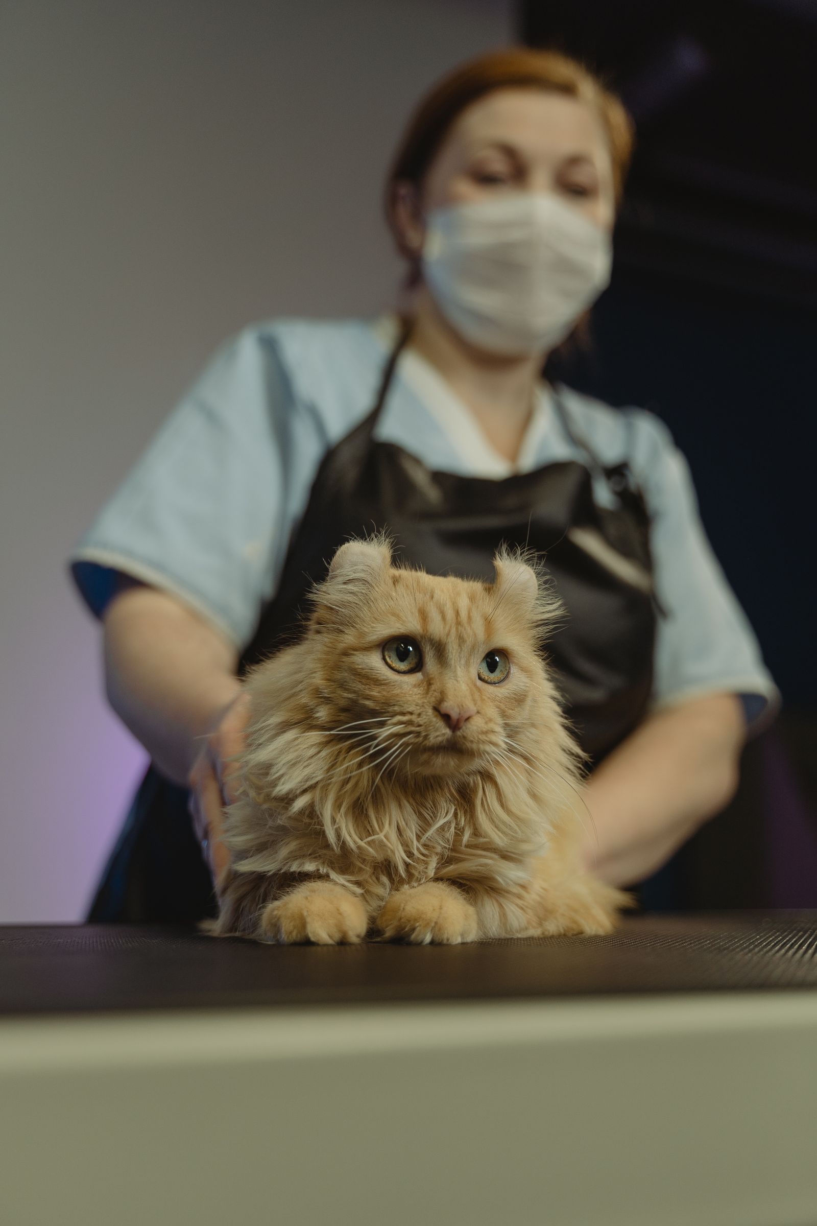 Gato em atendimento